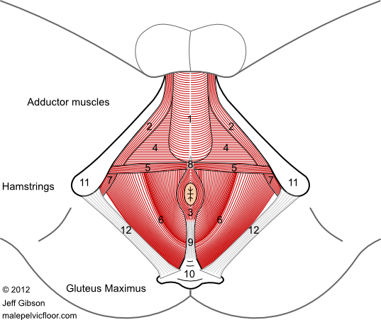 pelvic floor graphic