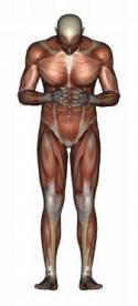 male muscle anatomy