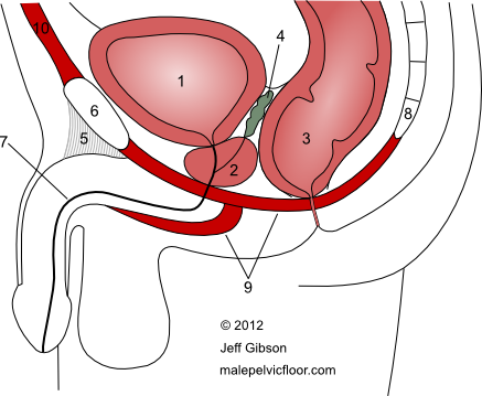 pelvic floor graphic