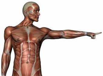 male muscles